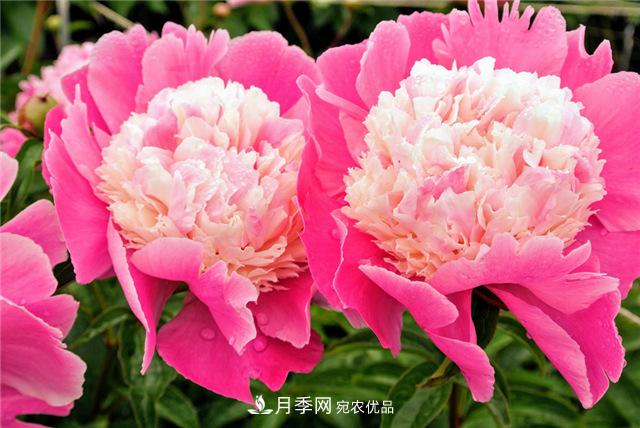風(fēng)流菏澤牡丹：可知國色無兼美，剛數(shù)曹州又亳州(圖1)