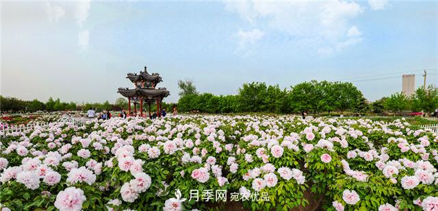 風(fēng)流菏澤牡丹：可知國色無兼美，剛數(shù)曹州又亳州(圖2)
