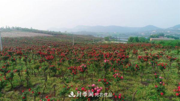 湖北荊門錢場鎮(zhèn)月季產(chǎn)業(yè)蛻變“美麗經(jīng)濟”(圖1)