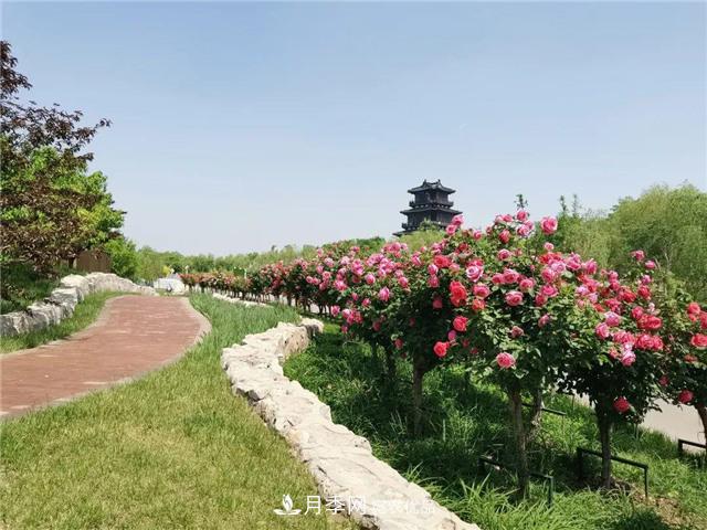 衡水街頭開滿月季花，又香又美人人夸！(圖1)