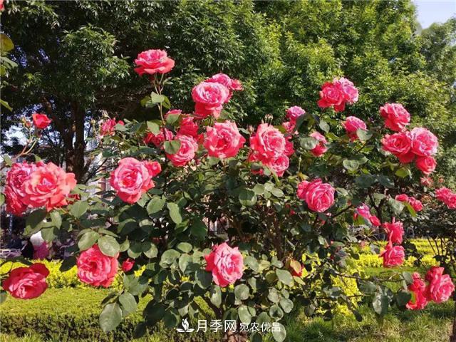 衡水街頭開滿月季花，又香又美人人夸！(圖2)