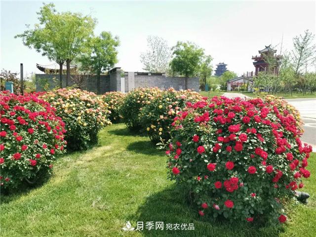 衡水街頭開滿月季花，又香又美人人夸！(圖3)