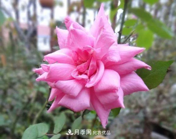 匯集17種中國(guó)古老月季，讓中國(guó)月季流傳下來(lái)(圖4)