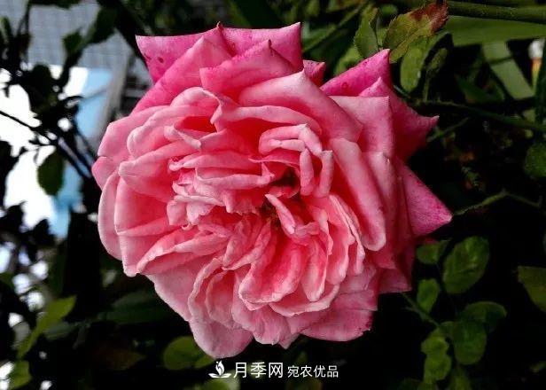 匯集17種中國(guó)古老月季，讓中國(guó)月季流傳下來(lái)(圖3)