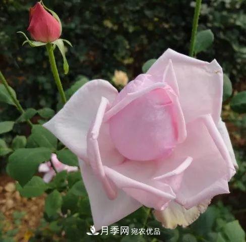 匯集17種中國(guó)古老月季，讓中國(guó)月季流傳下來(lái)(圖9)