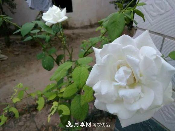匯集17種中國(guó)古老月季，讓中國(guó)月季流傳下來(lái)(圖6)