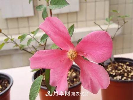 匯集17種中國(guó)古老月季，讓中國(guó)月季流傳下來(lái)(圖8)