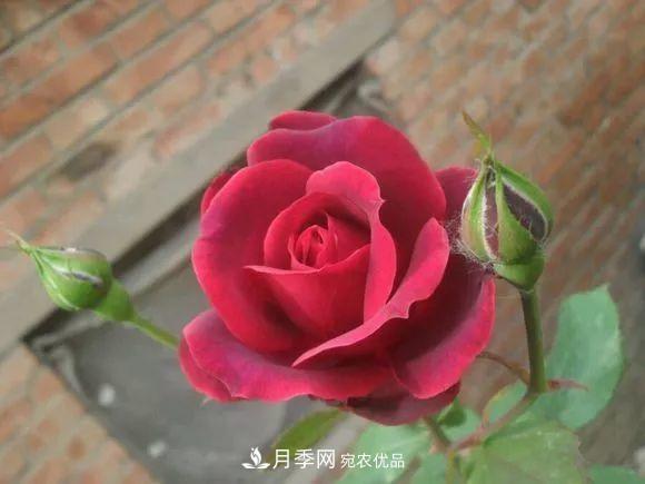 匯集17種中國(guó)古老月季，讓中國(guó)月季流傳下來(lái)(圖10)