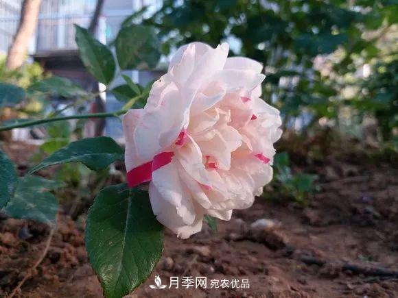 匯集17種中國(guó)古老月季，讓中國(guó)月季流傳下來(lái)(圖7)