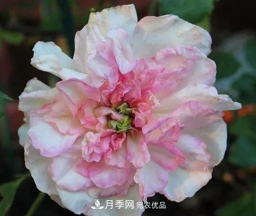 匯集17種中國(guó)古老月季，讓中國(guó)月季流傳下來(lái)(圖12)