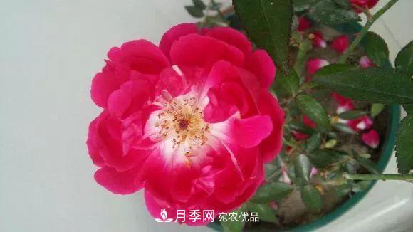 匯集17種中國(guó)古老月季，讓中國(guó)月季流傳下來(lái)(圖14)