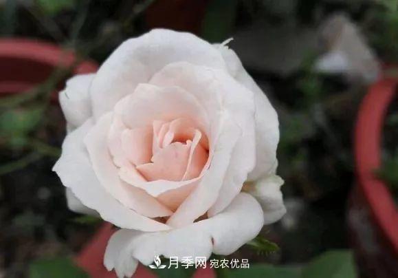 匯集17種中國(guó)古老月季，讓中國(guó)月季流傳下來(lái)(圖13)