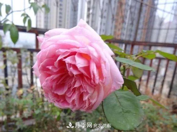 匯集17種中國(guó)古老月季，讓中國(guó)月季流傳下來(lái)(圖11)