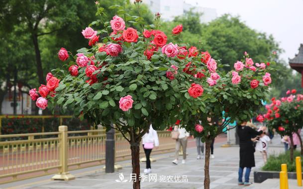 保證這兩個條件，80%的花卉都能養(yǎng)的住(圖1)