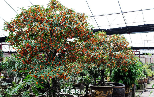 養(yǎng)護(hù)盆栽桂花，4方面做到位，9月到11月開(kāi)花更多更香(圖2)