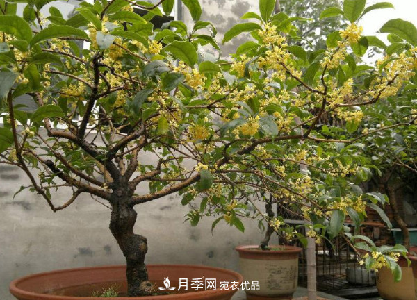 養(yǎng)護(hù)盆栽桂花，4方面做到位，9月到11月開(kāi)花更多更香(圖1)