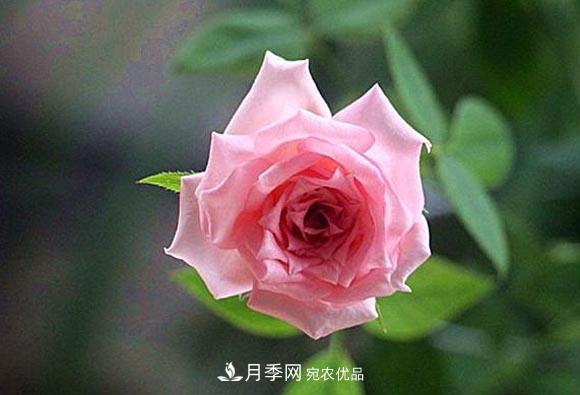 不香的月季沒有靈魂，適合陽臺(tái)的濃香微月，一朵滿室生香(圖1)