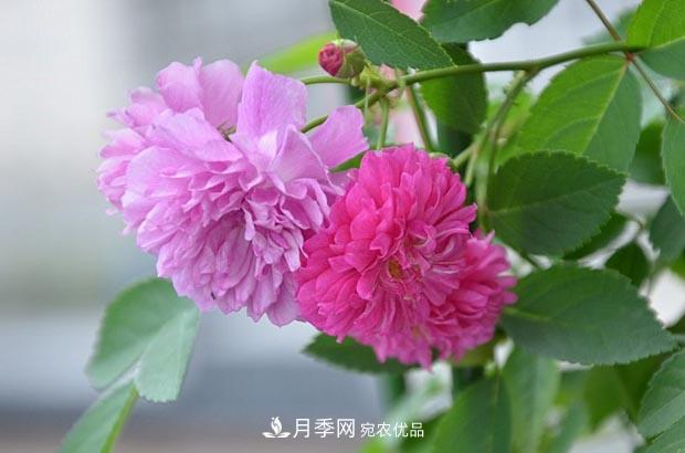 不香的月季沒有靈魂，適合陽臺(tái)的濃香微月，一朵滿室生香(圖2)