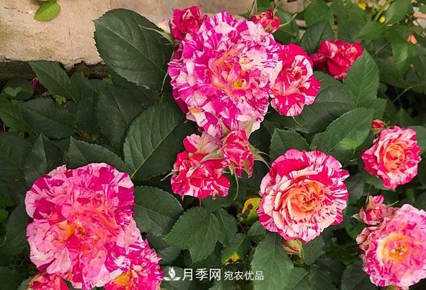 不香的月季沒有靈魂，適合陽臺(tái)的濃香微月，一朵滿室生香(圖3)