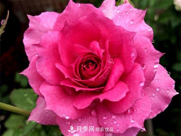 不香的月季沒有靈魂，適合陽臺(tái)的濃香微月，一朵滿室生香(圖5)