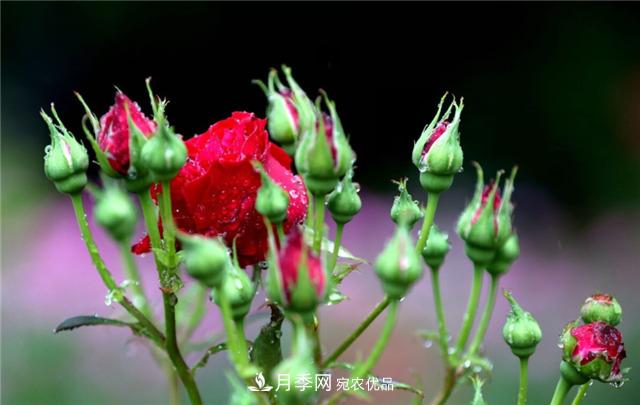 為什么要把月季的花苞都掐掉，修剪搭配施肥，10月有驚喜(圖2)