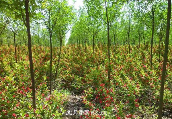 為什么嚴(yán)禁耕地種植花卉苗木草皮？(圖1)