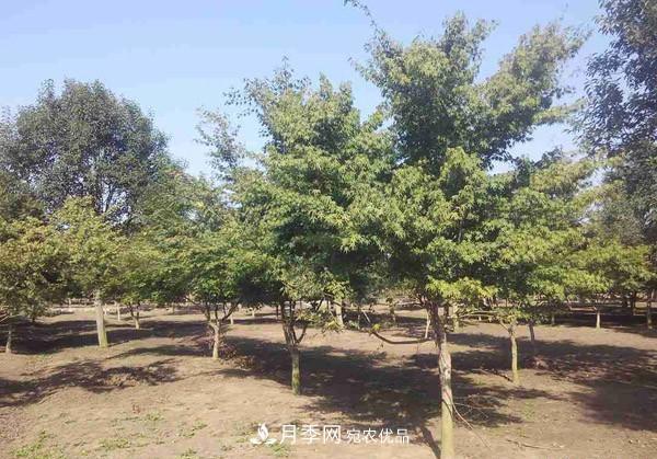 移栽苗木大樹，記住這幾點(diǎn)，成活率翻倍(圖1)