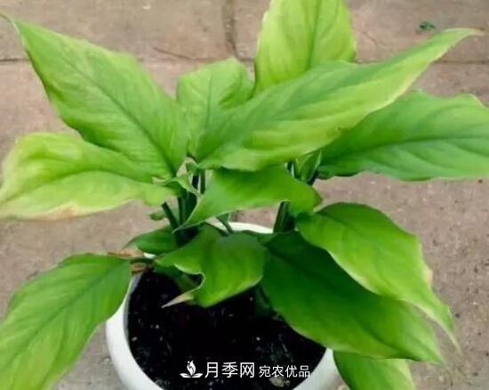萬(wàn)年青有哪些品種，萬(wàn)年青的品種圖片大全(圖4)