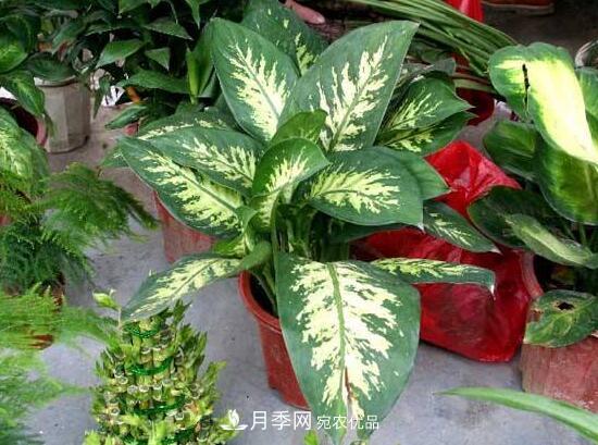 萬(wàn)年青有哪些品種，萬(wàn)年青的品種圖片大全(圖2)