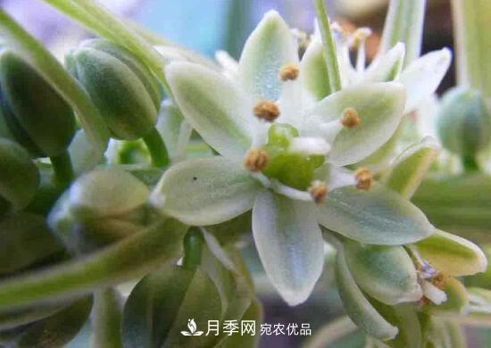 萬(wàn)年青有哪些品種，萬(wàn)年青的品種圖片大全(圖3)