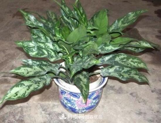 萬(wàn)年青有哪些品種，萬(wàn)年青的品種圖片大全(圖5)