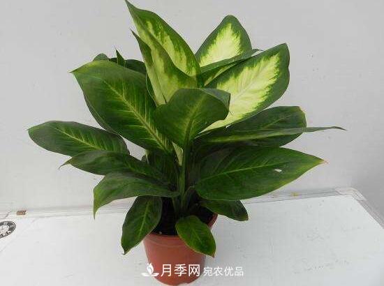 萬(wàn)年青有哪些品種，萬(wàn)年青的品種圖片大全(圖6)