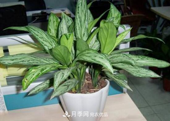 萬(wàn)年青有哪些品種，萬(wàn)年青的品種圖片大全(圖7)