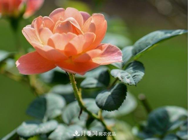 九月份養(yǎng)月季注重3個步驟，掌握到手開花次數(shù)多(圖1)