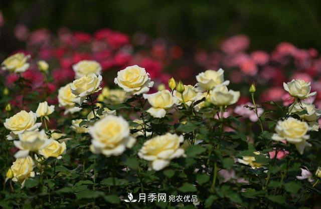 九月份養(yǎng)月季注重3個步驟，掌握到手開花次數(shù)多(圖2)
