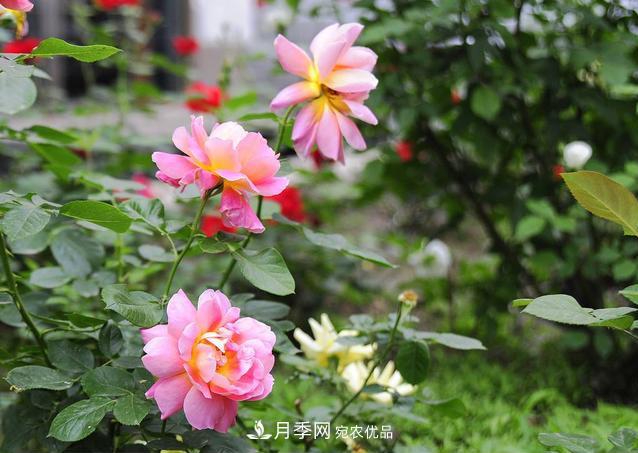 九月份養(yǎng)月季注重3個步驟，掌握到手開花次數(shù)多(圖3)