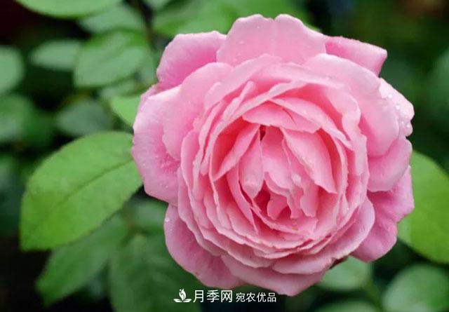 耐看的10種月季推薦：非常養(yǎng)眼，你養(yǎng)過幾種(圖7)