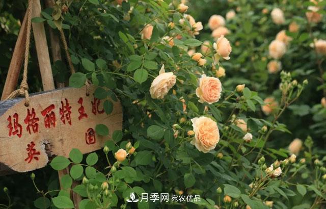 耐看的10種月季推薦：非常養(yǎng)眼，你養(yǎng)過幾種(圖3)
