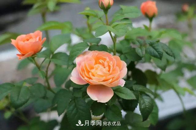 耐看的10種月季推薦：非常養(yǎng)眼，你養(yǎng)過幾種(圖1)