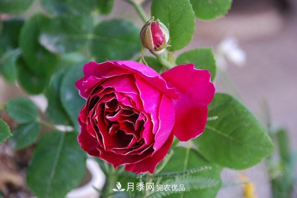 耐看的10種月季推薦：非常養(yǎng)眼，你養(yǎng)過幾種(圖5)