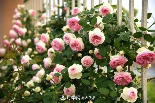 耐看的10種月季推薦：非常養(yǎng)眼，你養(yǎng)過幾種(圖2)