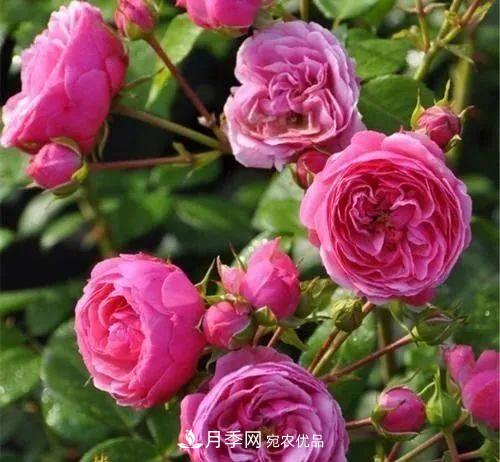 耐看的10種月季推薦：非常養(yǎng)眼，你養(yǎng)過幾種(圖6)
