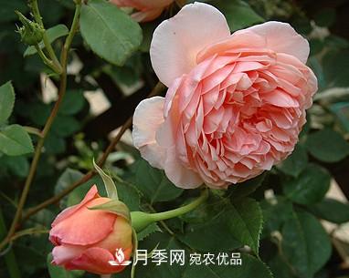 耐看的10種月季推薦：非常養(yǎng)眼，你養(yǎng)過幾種(圖8)