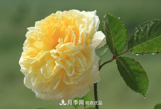 耐看的10種月季推薦：非常養(yǎng)眼，你養(yǎng)過幾種(圖9)