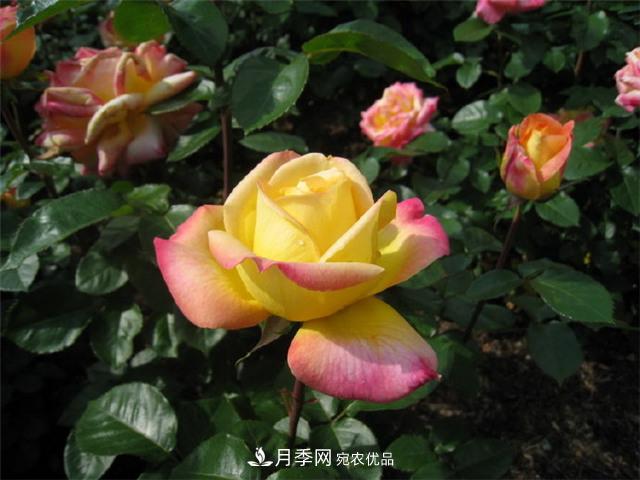 月季花友常見的6個&quot;毛病&quot;，你有幾個？(圖1)