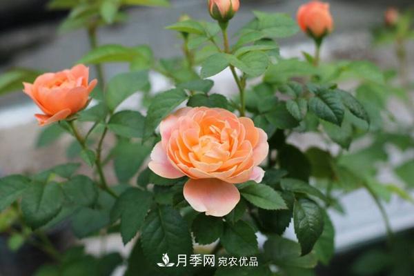 大花月季、豐花月季、微型月季知識(shí)介紹(圖3)