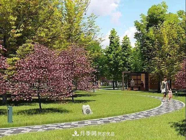 上海松江10萬平方米月季小鎮(zhèn)9月底完工，十一等你來打卡(圖6)