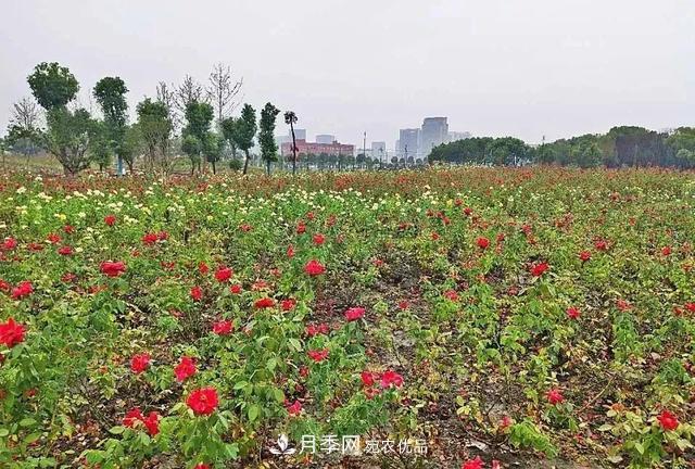 上海松江10萬平方米月季小鎮(zhèn)9月底完工，十一等你來打卡(圖4)