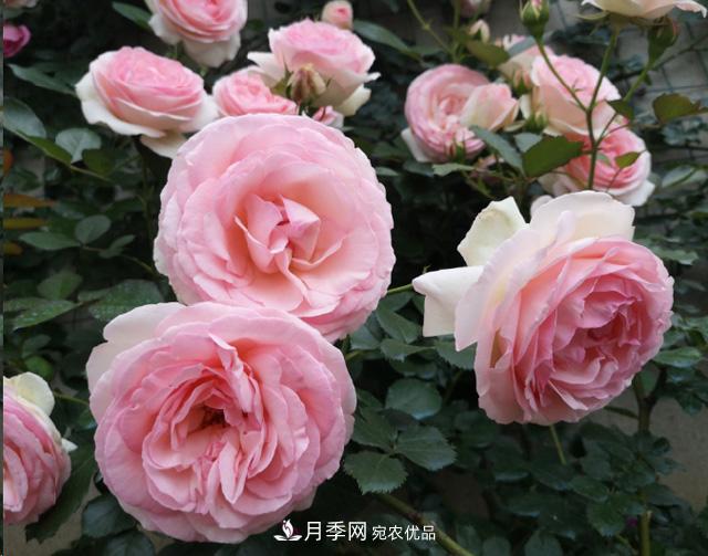 月季入秋養(yǎng)護(hù)做到這3點(diǎn)，開花大又多！(圖1)