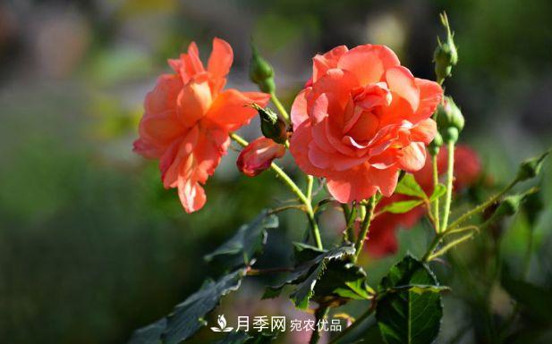 月季花很漂亮，但選購(gòu)的時(shí)候認(rèn)準(zhǔn)這7個(gè)方法(圖1)